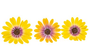 Beyaz arkaplanda yalıtılmış osteospermum çiçeği