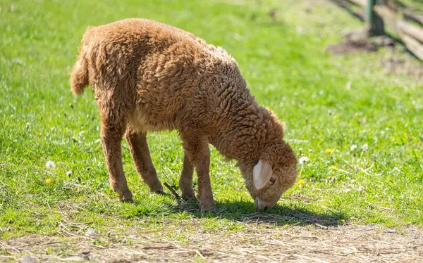 Schafe Weiden Auf Einem Bauernhof Stockbild