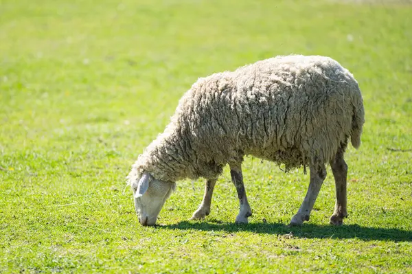 Schafe Weiden Auf Einem Bauernhof Stockbild