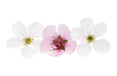 beyaz arkaplanda izole kiraz çiçekleri