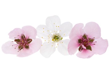 beyaz arkaplanda izole kiraz çiçekleri