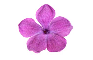 Beyaz arkaplanda yalıtılmış leylak çiçekleri