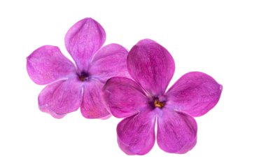 Beyaz arkaplanda yalıtılmış leylak çiçekleri