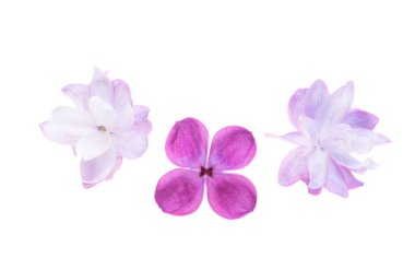 Beyaz arkaplanda yalıtılmış leylak çiçekleri