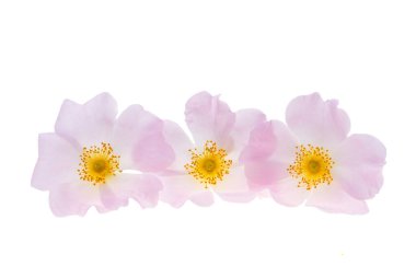 Beyaz arkaplanda izole gül çiçeği