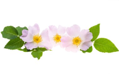 Beyaz arkaplanda izole gül çiçeği