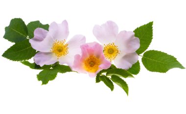 Beyaz arkaplanda izole gül çiçeği