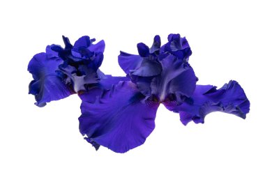 Beyaz arka plan üzerinde izole mavi iris