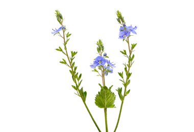 Veronica çiçekleri beyaz arka planda izole
