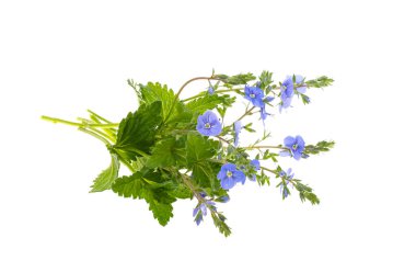 Veronica çiçekleri beyaz arka planda izole
