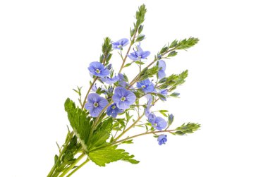 Veronica çiçekleri beyaz arka planda izole