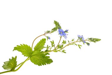 Veronica çiçekleri beyaz arka planda izole