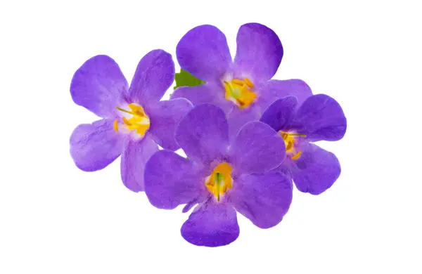 Stock image bacopa flowers isolated on white background