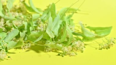 fresh linden flowers close up