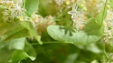 Taze ıhlamur çiçekleri kapanıyor