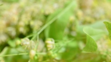 fresh linden flowers close up