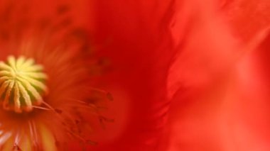 Kırmızı gelincik çiçeği yaklaş