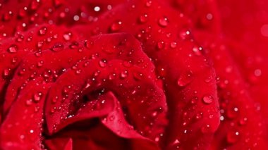 kırmızı gül suyu ile yakın çekim damla