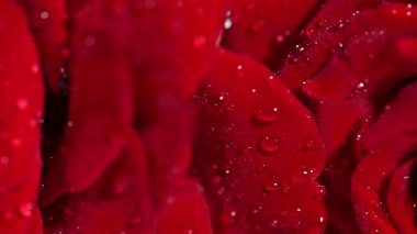 kırmızı gül suyu ile yakın çekim damla