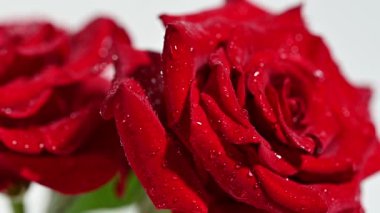 kırmızı gül suyu ile yakın çekim damla
