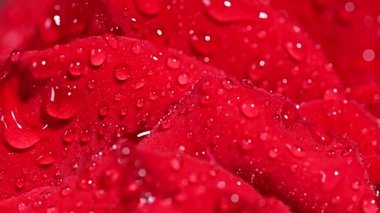 kırmızı gül suyu ile yakın çekim damla