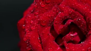 kırmızı gül suyu ile yakın çekim damla