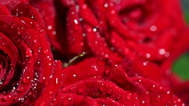 Koyu arkaplanda damlaları olan kırmızı güller