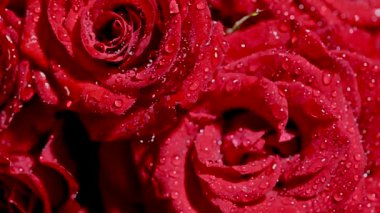 Koyu arkaplanda damlaları olan kırmızı güller