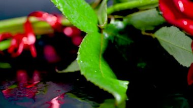 Koyu arkaplanda damlaları olan kırmızı güller