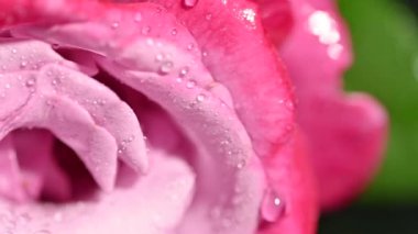 Pembe gül ve su damlaları