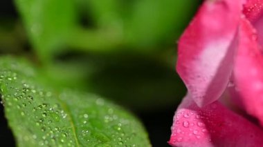 Pembe gül ve su damlaları