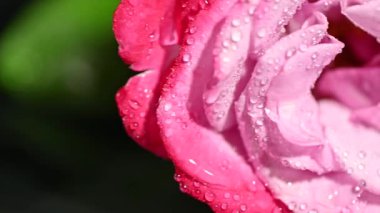 Pembe gül ve su damlaları