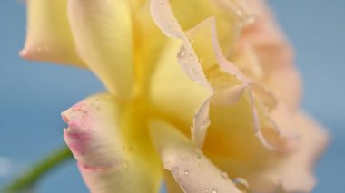 Su damlaları olan güzel bir gül.