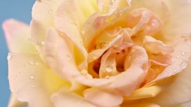 Su damlaları olan güzel bir gül.