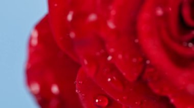 Su damlaları olan güzel bir gül.