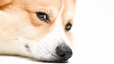 Beyaz arkaplanda Galli Corgi Pembroke yakın plan