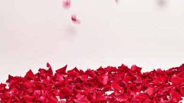 Kırmızı gül yapraklarının arkaplanı stüdyoya yakın.