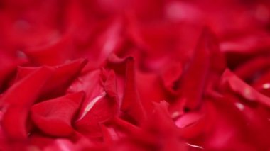 Kırmızı gül yapraklarının arkaplanı stüdyoya yakın.