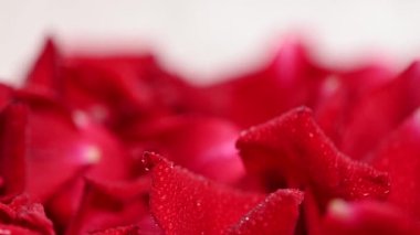 Kırmızı gül yapraklarının arkaplanı stüdyoya yakın.