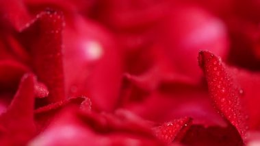 Kırmızı gül yapraklarının arkaplanı stüdyoya yakın.