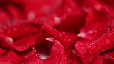 Kırmızı gül yapraklarının arkaplanı stüdyoya yakın.