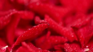 Kırmızı gül yapraklarının arkaplanı stüdyoya yakın.