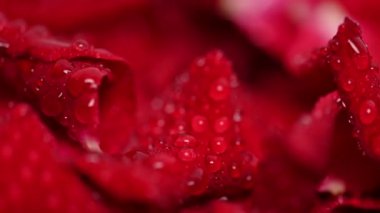 Kırmızı gül yapraklarının arkaplanı stüdyoya yakın.