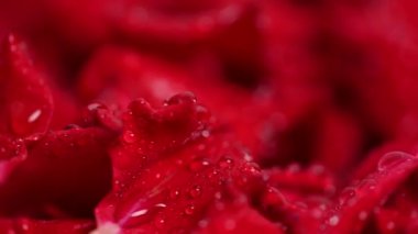 Kırmızı gül yapraklarının arkaplanı stüdyoya yakın.