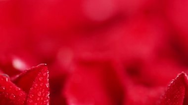 Kırmızı gül yapraklarının arkaplanı stüdyoya yakın.