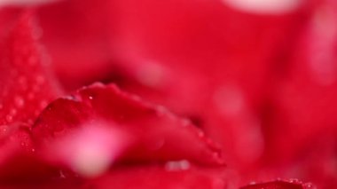 Kırmızı gül yapraklarının arkaplanı stüdyoya yakın.