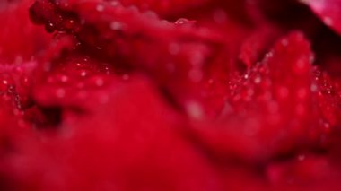 Kırmızı gül yapraklarının arkaplanı stüdyoya yakın.