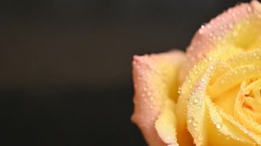 Su damlalarıyla sararmış güzel bir gül.