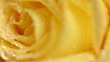 Su damlalarıyla sararmış güzel bir gül.