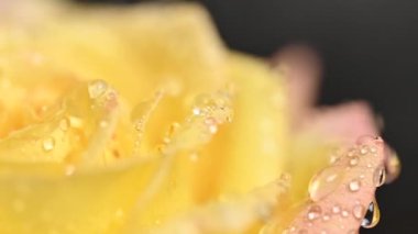 Su damlalarıyla sararmış güzel bir gül.